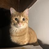 Picture of cat lost at Marseille