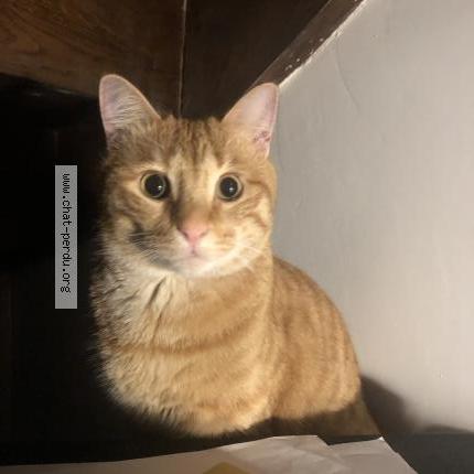 Photo 1/1 GINGER Chat lost in Marseille