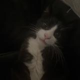 Picture of cat lost at Grenoble