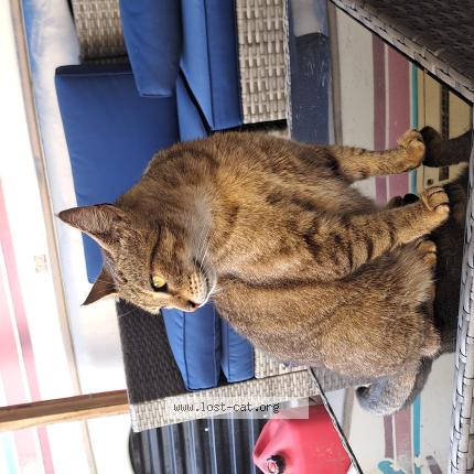 Photo 1/1 Sasha Chat lost in Pasadena