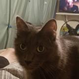 Picture of cat lost at San Diego
