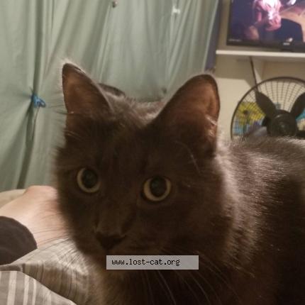 Photo 1/1 Cosmo Chat lost in San diego