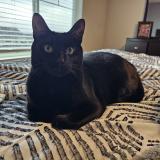 Picture of cat lost at Beaverton