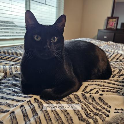 Photo 1/1 Blake Chat lost in Beaverton