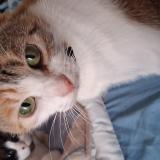 Picture of cat lost at Brest 29