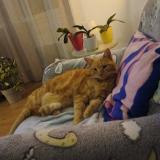 Picture of cat lost at Pierrefeu