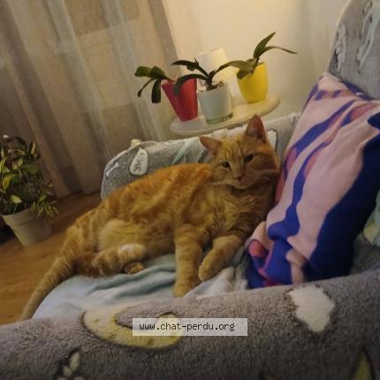 Photo 1/1 Lucky Chat lost in Pierrefeu