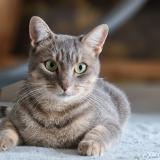 Picture of cat lost at Blagnac