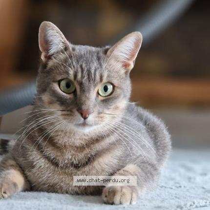 Photo 1/1 Darwin Chat lost in Blagnac