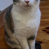 Picture of cat lost at Curis Au Mont D Or