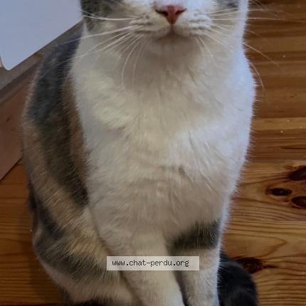 Photo 1/1 Maneki Chat lost in Curis au mont d or