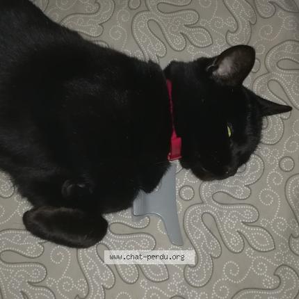 Photo 1/1 Princesse Chat lost in Tournus