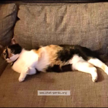 Photo 1/1 Nala Chat lost in Chamboeuf