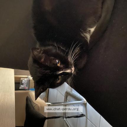 Photo 1/1 Found cat Found in Marseille