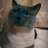 Picture of cat lost at Molenbeek