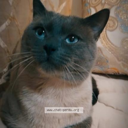 Photo 1/1 Filou Chat lost in Molenbeek