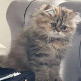 Picture of cat lost at Paris