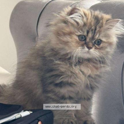 Photo 1/1 Laure Chat lost in Paris