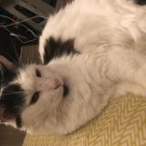 Picture of cat lost at Villejuif