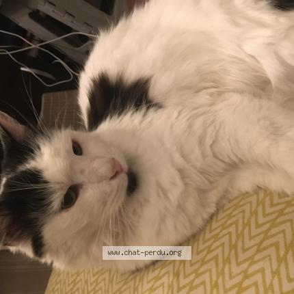 Photo 1/1 Litchi Chat lost in Villejuif