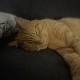 Picture of cat lost at Chenove