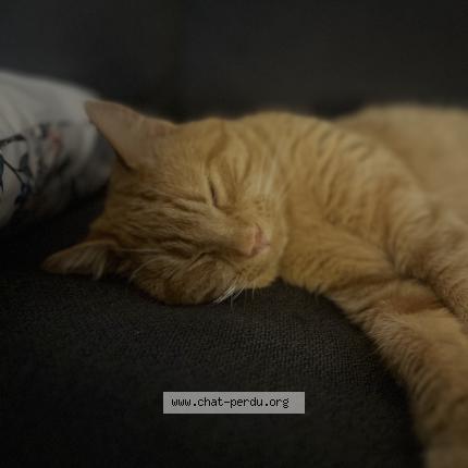 Photo 1/1 Sun Chat lost in Chenove