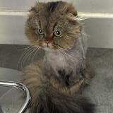 Picture of cat found at Asnieres Sur Seine