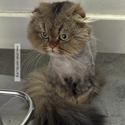 Photo 1/1 Found cat Found in Asnieres sur seine