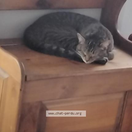 Photo 1/1 Cat reunited Lost in Joliette