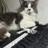 Picture of cat lost at Madeleine