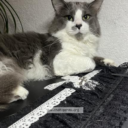 Photo 1/1 Moka Chat lost in Madeleine