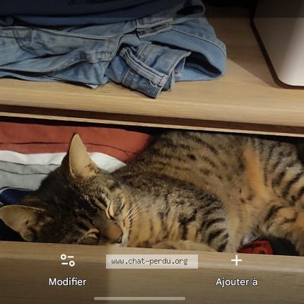 Photo 1/1 Found cat Found in Saint brieuc
