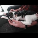 Picture of cat lost at La Gorgue