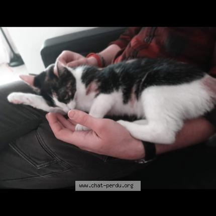 Photo 1/1 Odyssey Chat lost in La gorgue