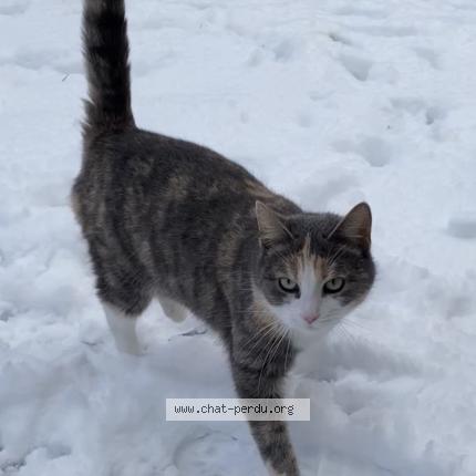 Photo 1/1 Cali Chat lost in Templeuve en pevele