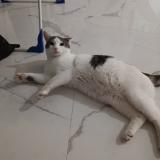 Picture of cat lost at Lamecourt