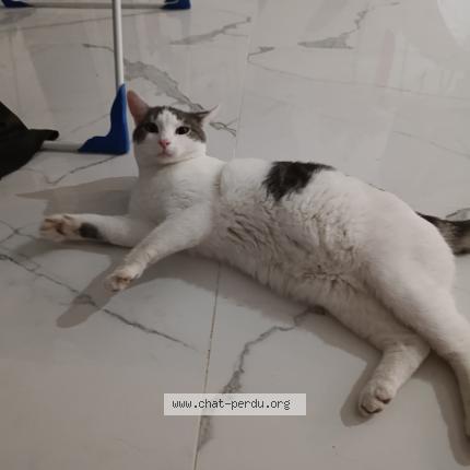 Photo 1/1 Minouche Chat lost in Lamecourt