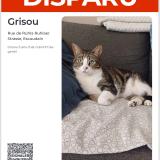 Picture of cat lost at Escaudain