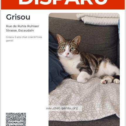 Photo 1/1 Grisou Chat lost in Escaudain