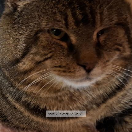 Foto 1/1 Kat teruggevonden Vermist in Moustier