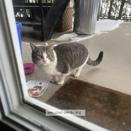 Photo 1/1 Found cat Found in Lasalle