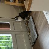 Picture of cat lost at Creteil