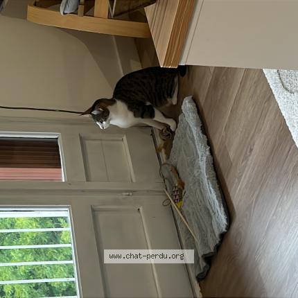 Photo 1/1 Mia Chat lost in Creteil