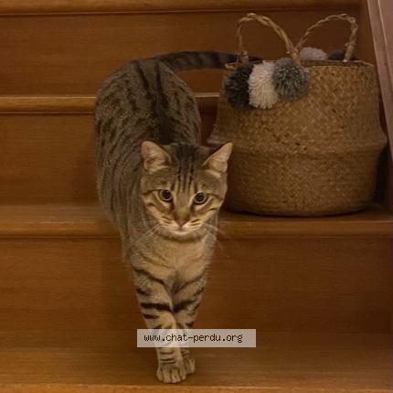 Photo 1/1 Cat reunited Lost in Nantes