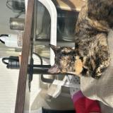 Picture of cat lost at Brotte Les Luxeuil