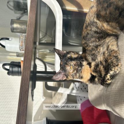 Photo 1/1 Slown Chat lost in Brotte les luxeuil