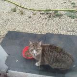 Picture of cat found at Poitiers