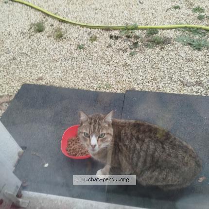 Photo 1/1 Found cat Found in Poitiers