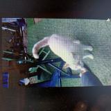 Picture of cat found at Saint Maur