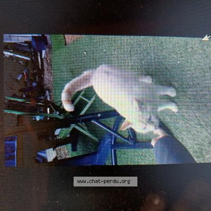 Photo 1/1 Found cat Found in Saint maur